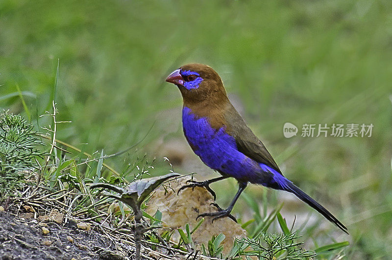 紫弹腹雀(Uraeginthus ianthinogaster)是在东非发现的一种常见的estrildid雀。肯尼亚马赛马拉国家保护区